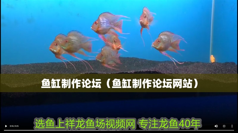 魚缸制作論壇（魚缸制作論壇網站）