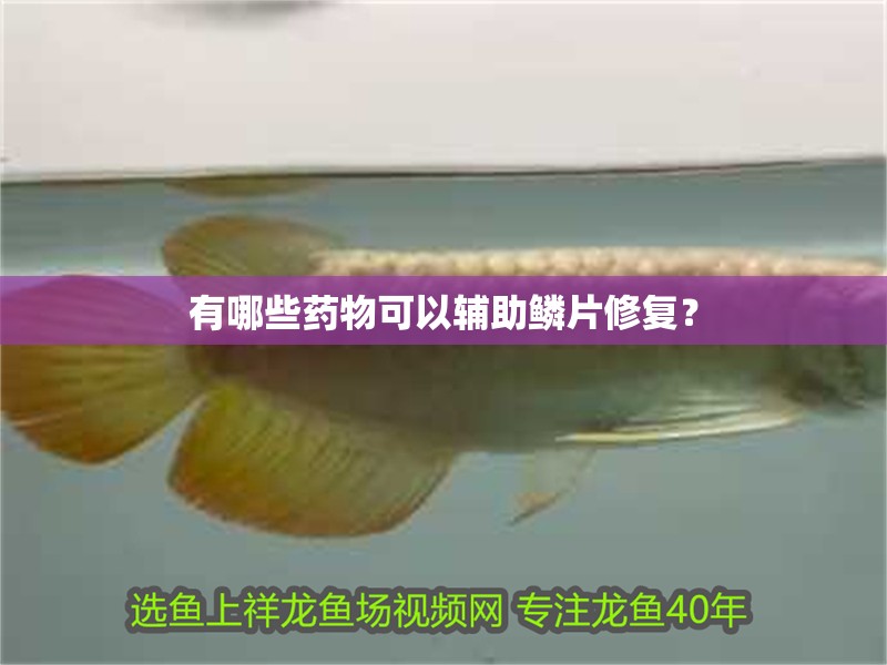 有哪些藥物可以輔助鱗片修復？