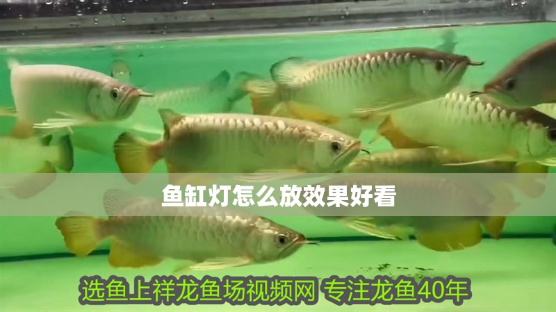 魚缸燈怎么放效果好看