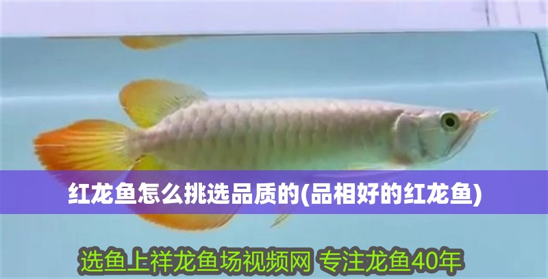 紅龍魚怎么挑選品質的(品相好的紅龍魚)