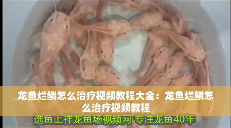 龍魚爛鱗怎么治療視頻教程大全：龍魚爛鱗怎么治療視頻教程