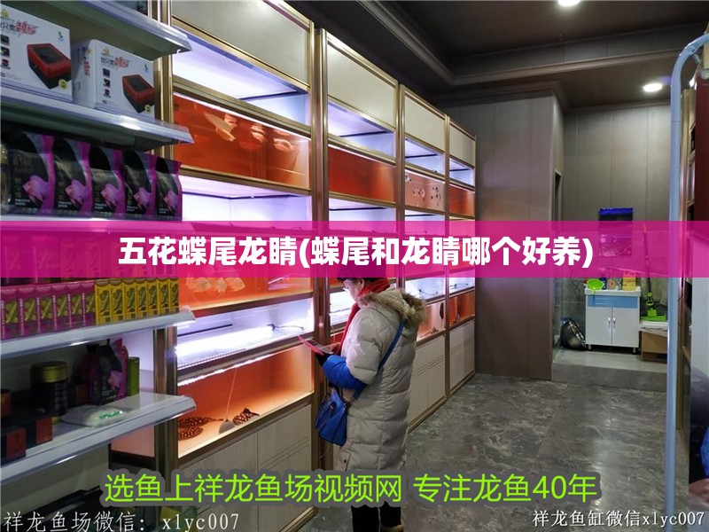 五花蝶尾龍睛(蝶尾和龍睛哪個(gè)好養(yǎng))