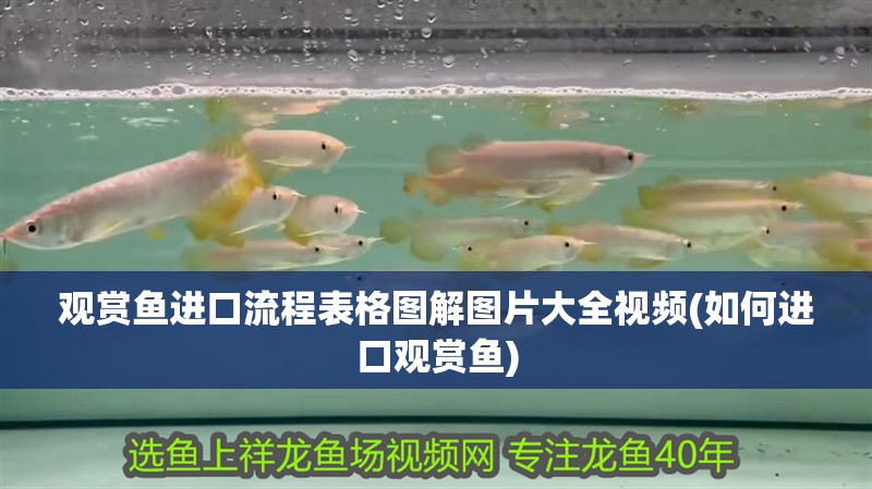 觀賞魚進口流程表格圖解圖片大全視頻(如何進口觀賞魚)