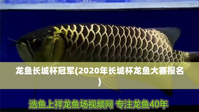 龍魚長城杯冠軍(2020年長城杯龍魚大賽報名)