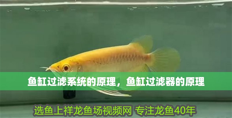 魚缸過濾系統(tǒng)的原理，魚缸過濾器的原理