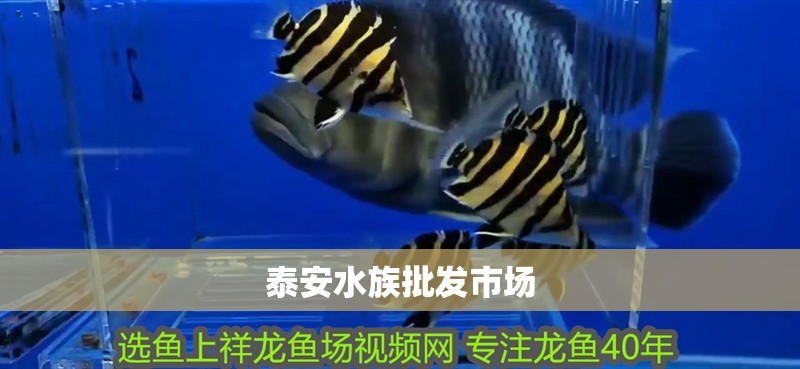 泰安水族批發市場
