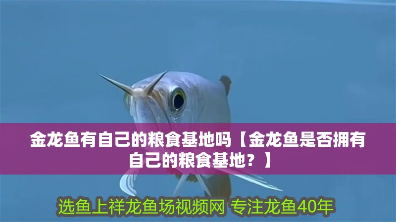 金龍魚(yú)有自己的糧食基地嗎【金龍魚(yú)是否擁有自己的糧食基地？】