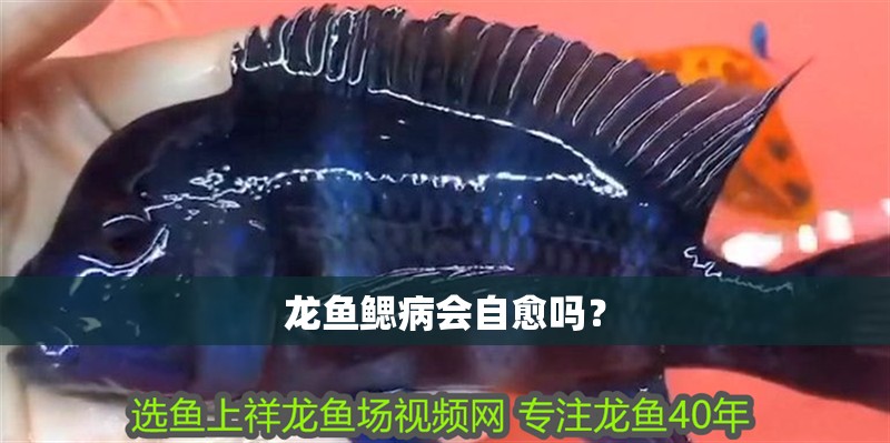 龍魚鰓病會自愈嗎？
