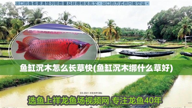 魚(yú)缸沉木怎么長(zhǎng)草快(魚(yú)缸沉木綁什么草好)