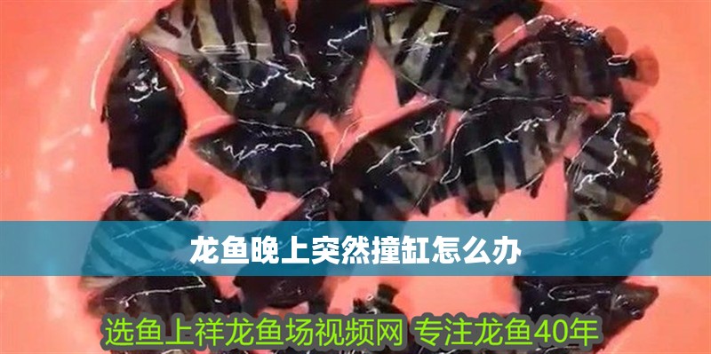 龍魚晚上突然撞缸怎么辦