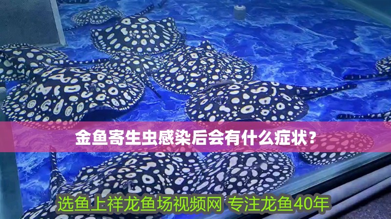 金魚寄生蟲感染后會有什么癥狀？