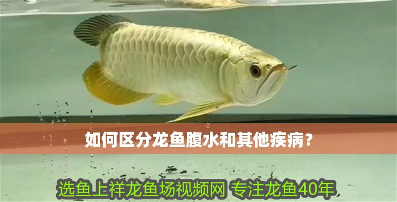如何區分龍魚腹水和其他疾?。?></span></p></div><blockquote style='border:1px #d0d4c8 dashed;background-color:#f4f5f6'><p class=