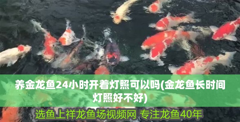 養金龍魚24小時開著燈照可以嗎(金龍魚長時間燈照好不好)