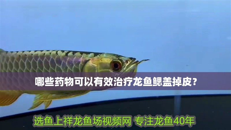 哪些藥物可以有效治療龍魚鰓蓋掉皮？
