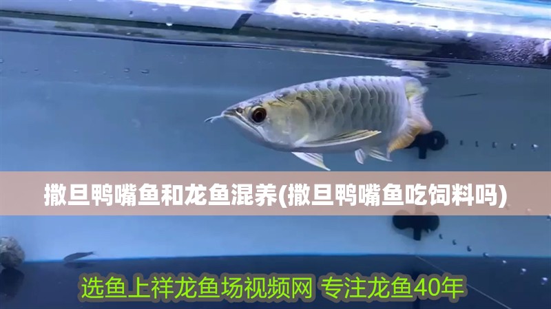 撒旦鴨嘴魚和龍魚混養(撒旦鴨嘴魚吃飼料嗎)