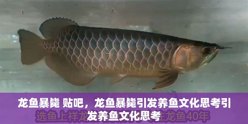 龍魚暴斃 貼吧，龍魚暴斃引發養魚文化思考引發養魚文化思考