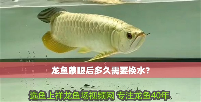 龍魚蒙眼后多久需要換水？