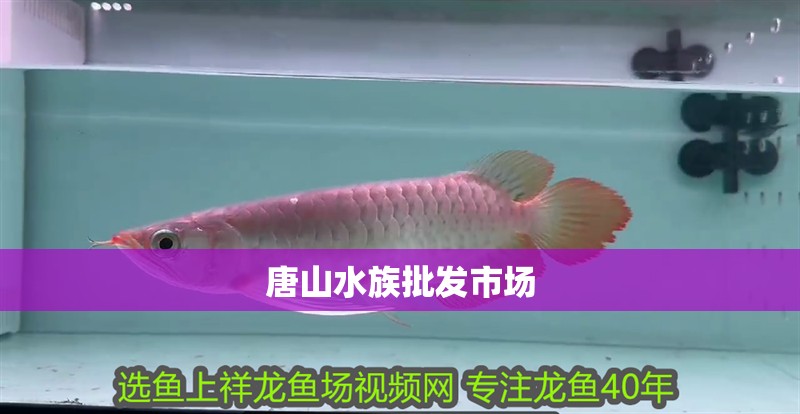 唐山水族批發(fā)市場(chǎng)
