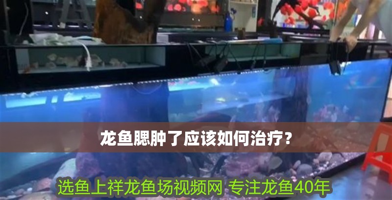 龍魚腮腫了應該如何治療？