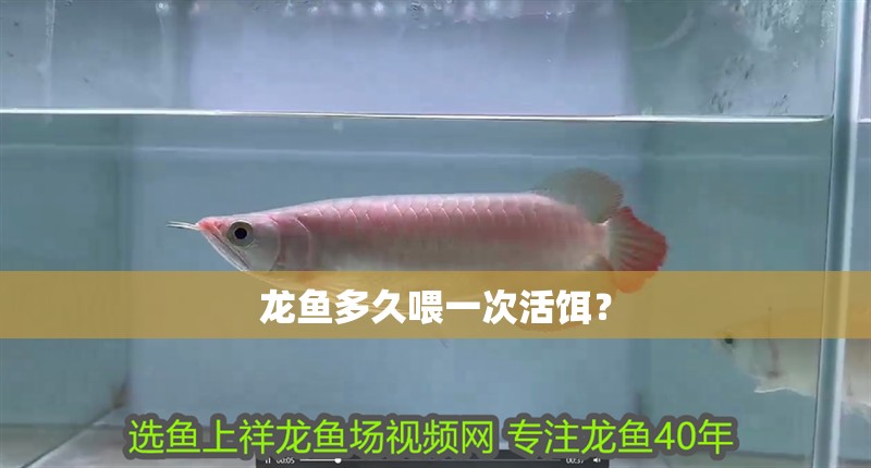 龍魚多久喂一次活餌？