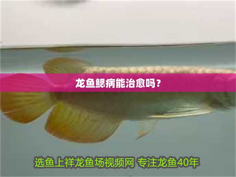 龍魚(yú)鰓病能治愈嗎？