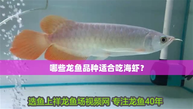哪些龍魚品種適合吃海蝦？