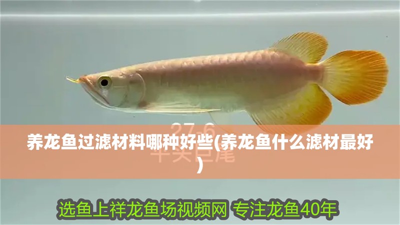 養龍魚過濾材料哪種好些(養龍魚什么濾材最好)