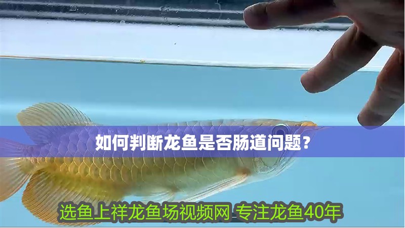 如何判斷龍魚是否腸道問題？