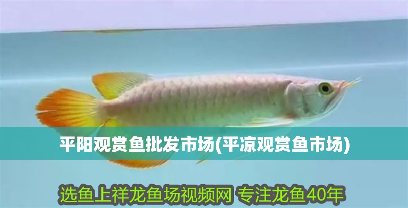 平陽觀賞魚批發市場(平涼觀賞魚市場)