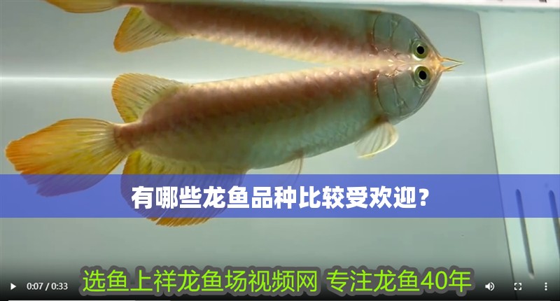 有哪些龍魚品種比較受歡迎？