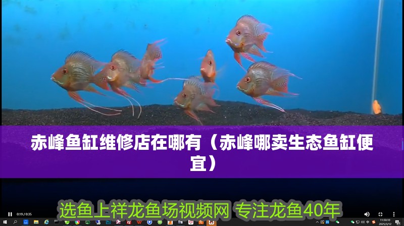 赤峰魚缸維修店在哪有（赤峰哪賣生態魚缸便宜）