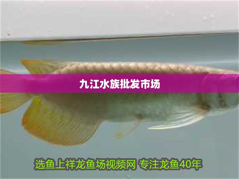九江水族批發市場