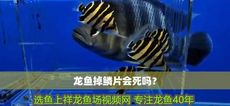 龍魚掉鱗片會死嗎？