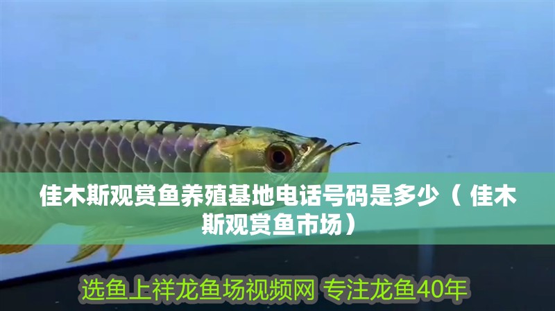 佳木斯觀賞魚(yú)養(yǎng)殖基地電話號(hào)碼是多少（ 佳木斯觀賞魚(yú)市場(chǎng)）