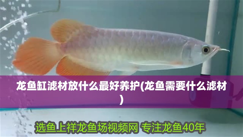 龍魚缸濾材放什么最好養護(龍魚需要什么濾材)