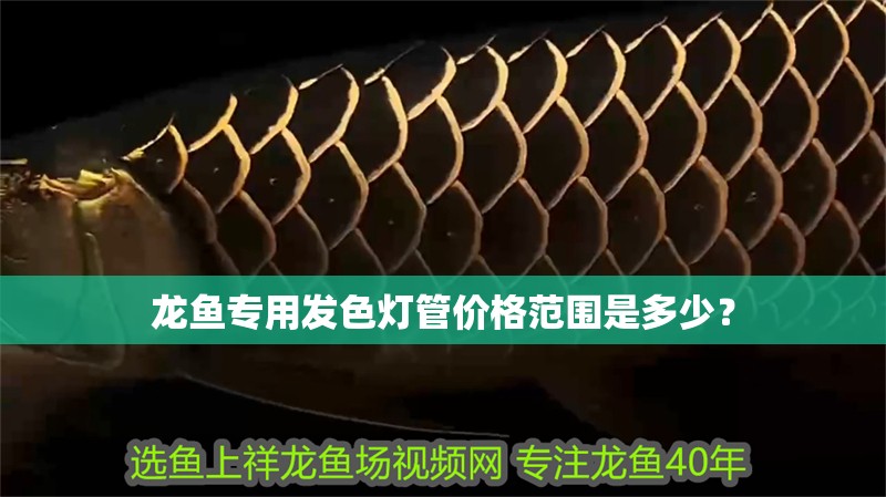 龍魚專用發(fā)色燈管價格范圍是多少？