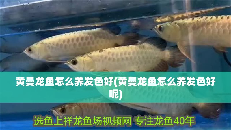 黃曼龍魚怎么養發色好(黃曼龍魚怎么養發色好呢)
