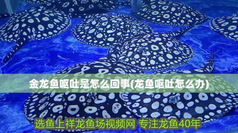 金龍魚嘔吐是怎么回事(龍魚嘔吐怎么辦)