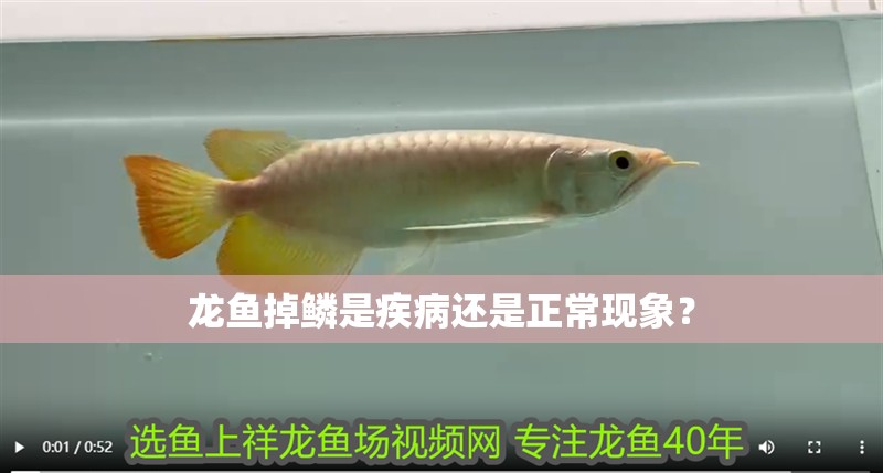 龍魚掉鱗是疾病還是正?，F象？