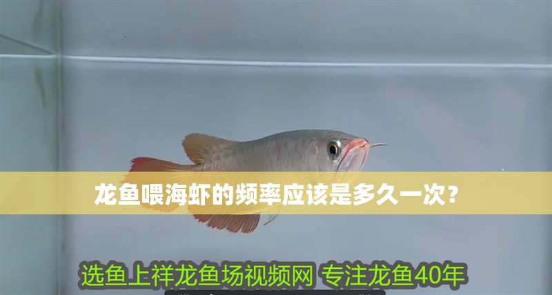 龍魚喂海蝦的頻率應(yīng)該是多久一次？