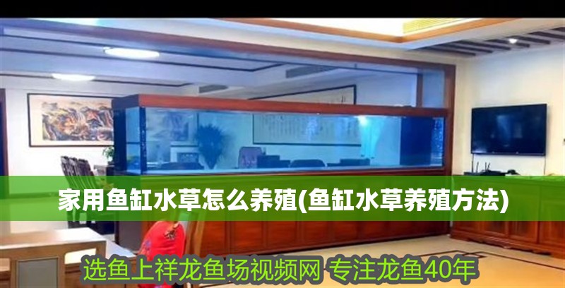 家用魚缸水草怎么養殖(魚缸水草養殖方法)