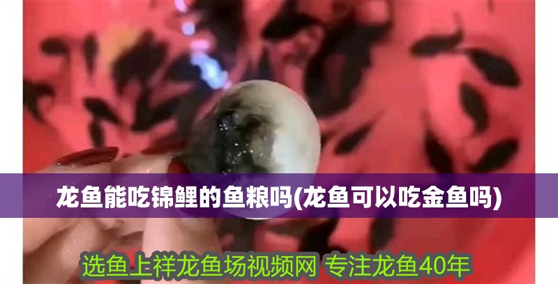 龍魚能吃錦鯉的魚糧嗎(龍魚可以吃金魚嗎)
