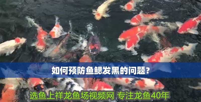 如何預(yù)防魚(yú)鰓發(fā)黑的問(wèn)題？