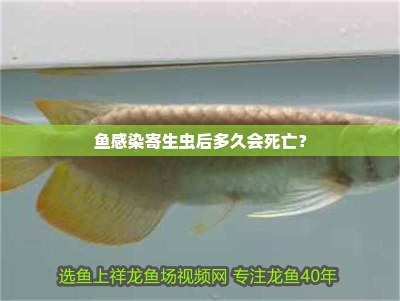 魚感染寄生蟲后多久會死亡？