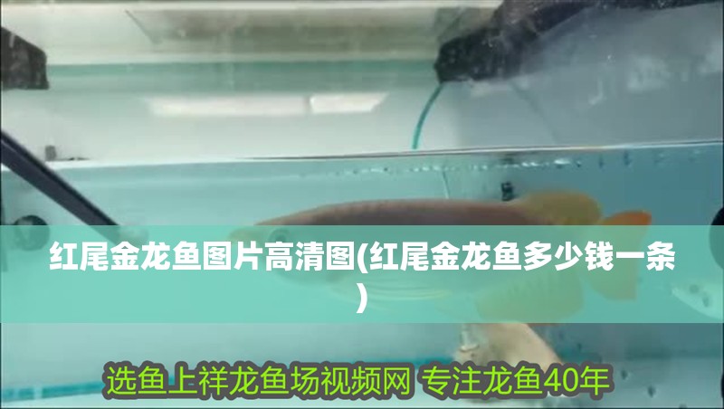 紅尾金龍魚圖片高清圖(紅尾金龍魚多少錢一條)