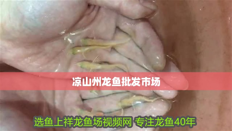 涼山州龍魚批發市場