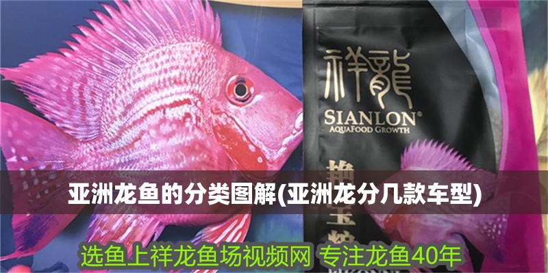 亞洲龍魚(yú)的分類圖解(亞洲龍分幾款車型)
