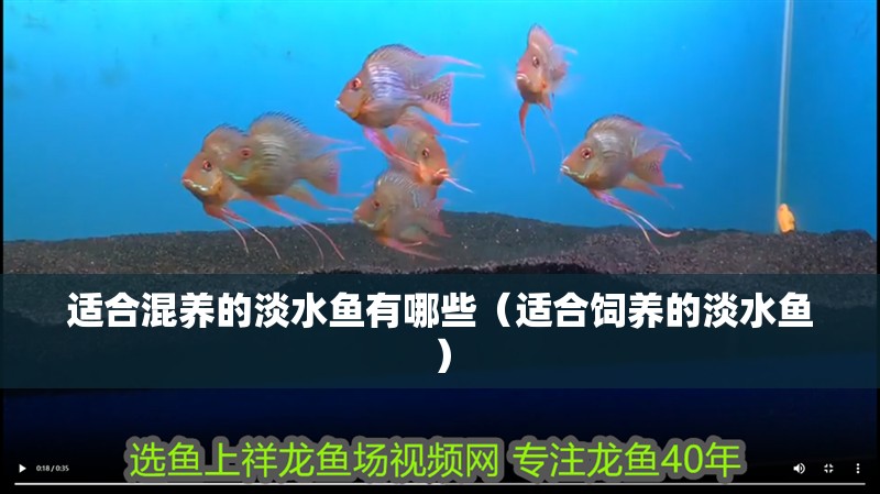 適合混養的淡水魚有哪些（適合飼養的淡水魚）