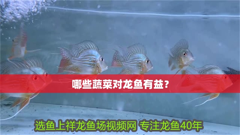 哪些蔬菜對龍魚有益？