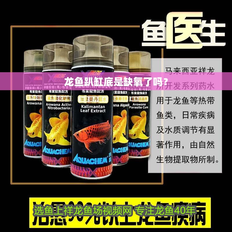 龍魚(yú)趴缸底是缺氧了嗎？